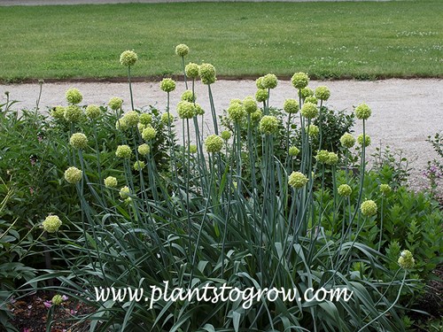 Lopsided Onion (Allium obliquum)